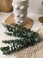 اکالیپتوس 7 شاخه - Image 3